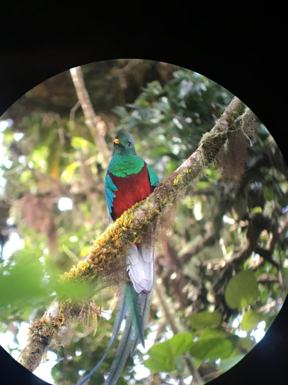 Hotel Mirador De Quetzales Providencia Eksteriør billede